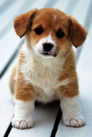 Have a puppy for sale list it here in our puppies classifieds for free, there is no fees to list your puppy ad. Cool > Puppies For Sale Near Me Under $300 xo | Cute ...