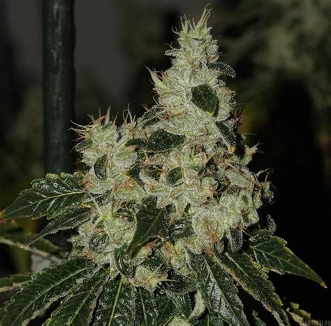 Chem 91 Skunk Va Steckling Cannabis Sorten Infos