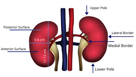 Lateral Kidney Position