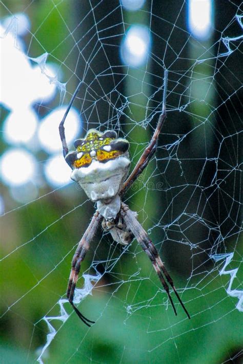 Argiope Argentata Silver Garden Spider Stock Image Image Of Hunter