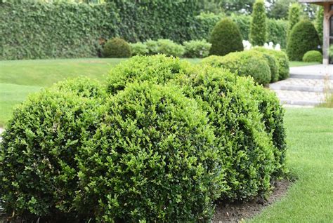 How To Prune Box And Yew Thompson And Morgan