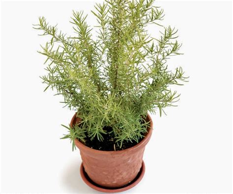 Home And Garden How To Grow Rosemary Indoors