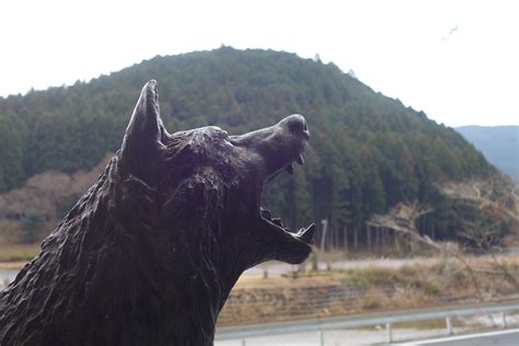 In Search Of Japans Lost Wolves Enduring Legacy