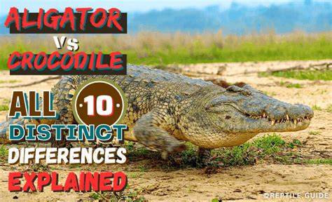 Alligator Vs Crocodile All Important Differences Explained
