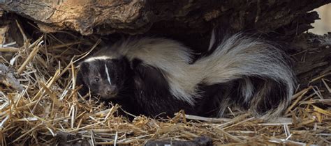Do Skunks Hibernate What Homeowners Need To Know Abc Blog