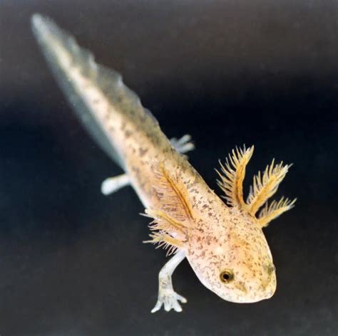 A Gecko That Is Sitting On Top Of A Black Surface And Looking At The Camera