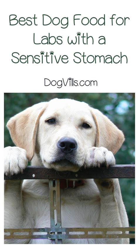 The main benefit of wet dog food for sensitive stomachs is relief from tummy issues. What is the Best Dog Food for Labs with a Sensitive Stomach?