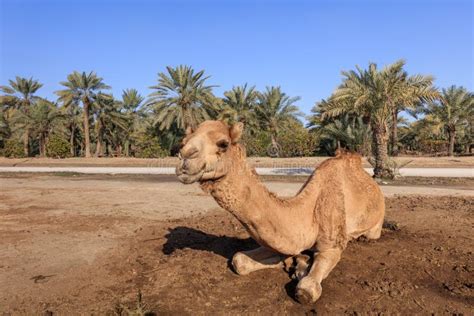 Camel On The Royal Camel Farm In The Bahrain Stock Photo Image Of