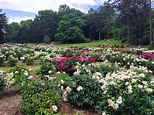 Nichols Arboretum, Peony Gardens, Park in Ann Arbor, Michigan | Ann ...