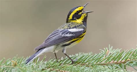 Townsends Warbler Identification All About Birds Cornell Lab Of Ornithology