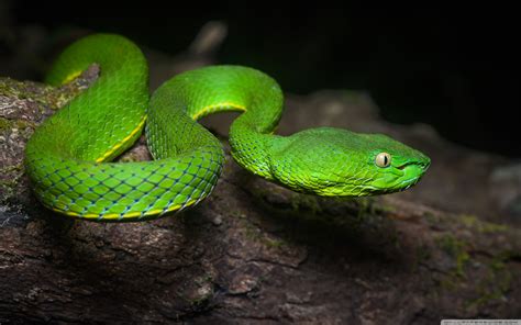 Download Bright Green Vogel S Pit Viper Venomous Snake Ultrahd