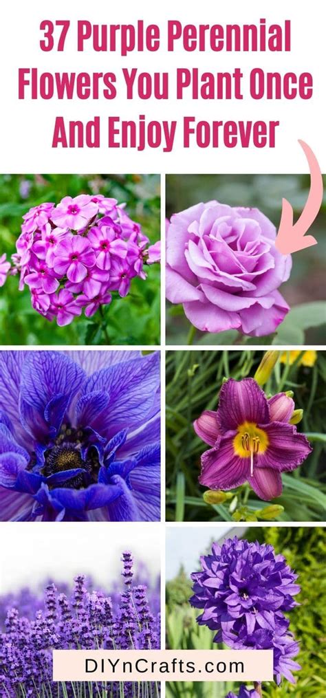 If you live in a northern zone and are frustrated with perennials that are behaving like annuals, here is a list of plants we have found to consistently overwinter in zone 4 or colder. 37 Purple Perennial Flowers You Plant Once And Enjoy ...