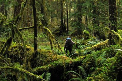 British Columbia Temperate Rainforest Rainforest Olympic National Park
