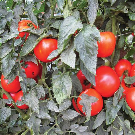 Mountain Merit Hybrid Tomato Tomatoes Horticultural Products And Services