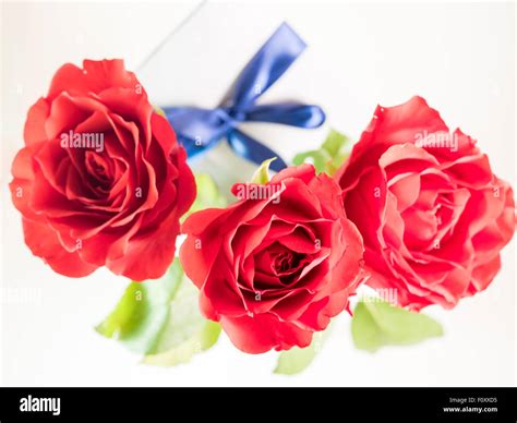 Three Dark Red Roses Isolated On White Stock Photo Alamy