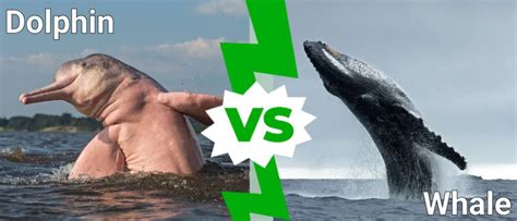 Dolphin Vs Whale What Are The Differences A Z Animals