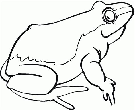 Realistic Frog Coloring Pages Free Download On Clipartmag