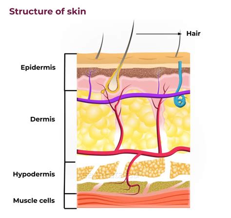 Anatomy Of The Skin Illustration Of A Section Of Skin Showing Key
