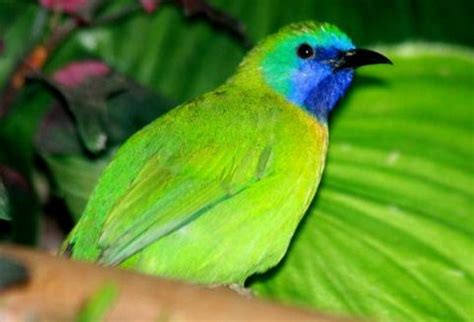 3 Tips Perawatan Burung Kinoi/Cekcor Agar Bisa Cepat Gacor Paling Akurat - Kicau Mania