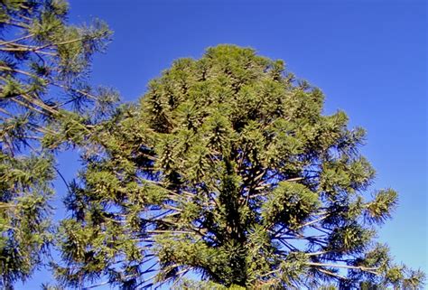 How To Grow Araucaria Bidwillii The Bunya Pine The Garden Of Eaden