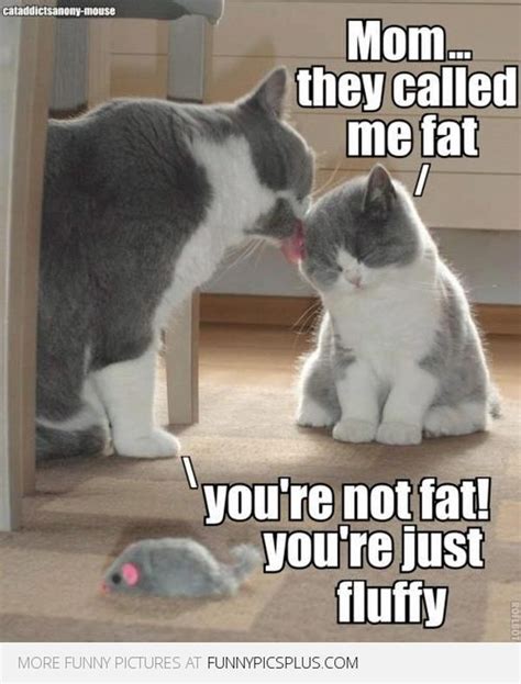 Best Fat Cat Memes Funny Fat Cat Pictures With Quotes