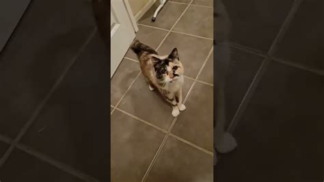 Cat Has Some Explaining To Do YouTube