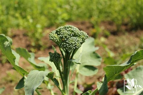 Broccoli Plant Growing Stages Life Cycle Explained By Experts