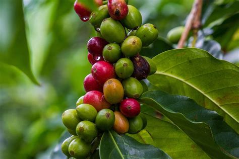 Research Suggests Robusta Coffee Beans Are More Susceptible To Climate