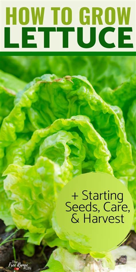 How To Grow Lettuce In Your Vegetable Garden Growing Lettuce