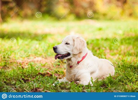 The Happy Golden Retriever Is Lying In The Backyard Stock Image Image