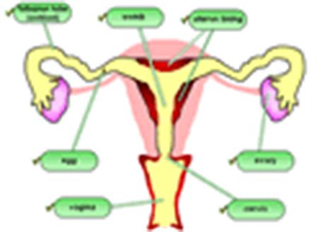 (c) in which part does fertilisation take place? The female reproductive system
