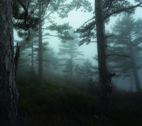 1920x1080px 1080p Free Download Foggy Forest Hd Wallpaper Peakpx