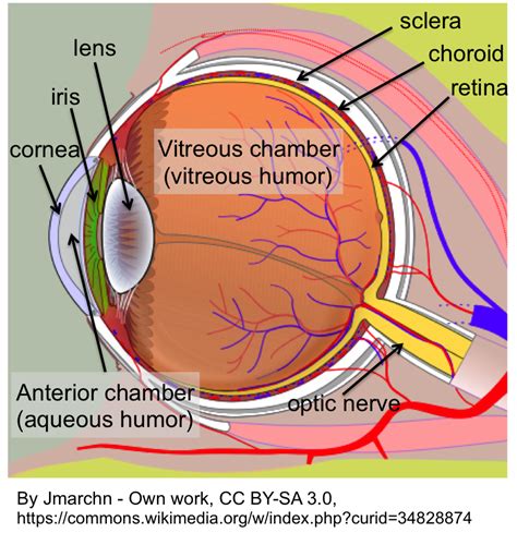 Biology How Our Eyes Work Howthingswork Org