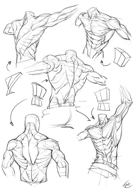 Male Body Drawing Human Anatomy Drawing Figure Drawing Reference Guy