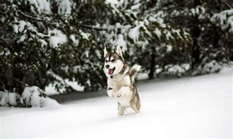 10 Dog Breeds That Love The Snow Flipboard