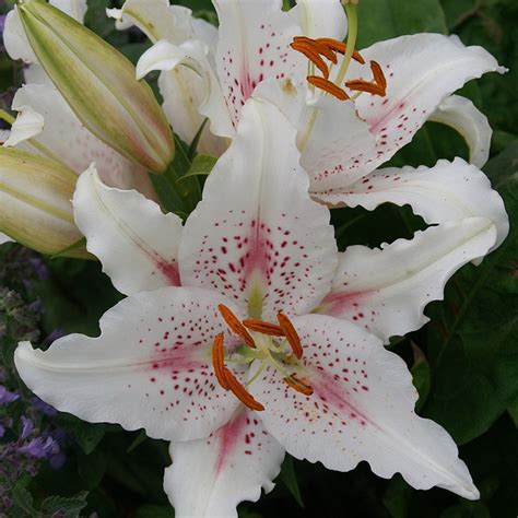 Buy Oriental Lily Muscadet Bulb Lilium Muscadet £349 Delivery By Crocus