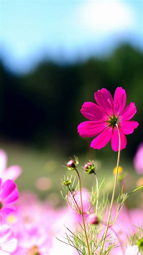 Hd Wild Pink Flowers Sony Xperia Wallpapers Mobile Wallpaper Flower