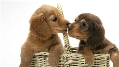 Kissing Dogs Wallpapers Wallpaper Cave