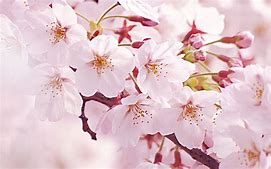 桜　画像 に対する画像結果