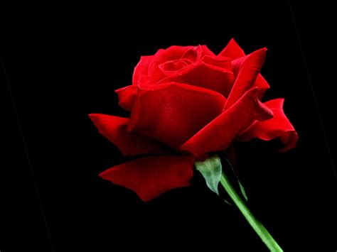 A Single Red Rose Wallpapers Hd Wallpapers Id 5573