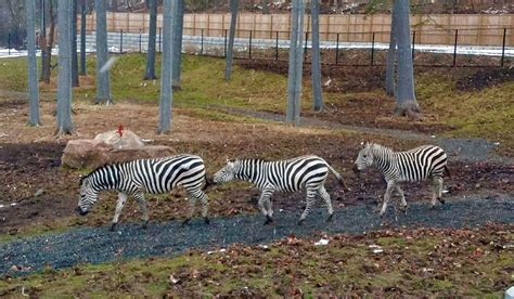 Plains Zebra Seneca Park Zoo