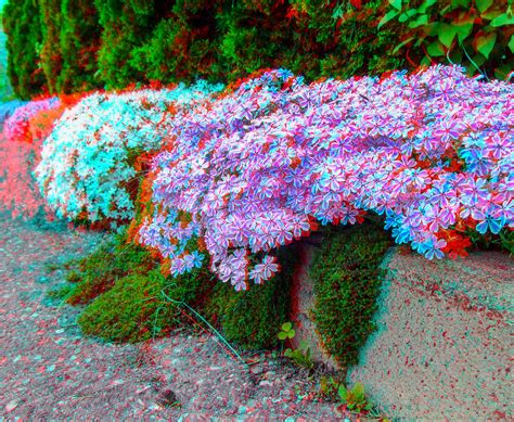 Anaglyph Flower Curb Requires Redcyan 3d Glasses Flowers Flickr