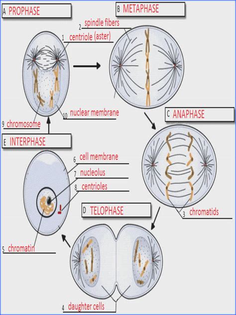 Match the statements in column a, with the five phases of mitosis in column b. Mitosis Worksheet | Mychaume.com