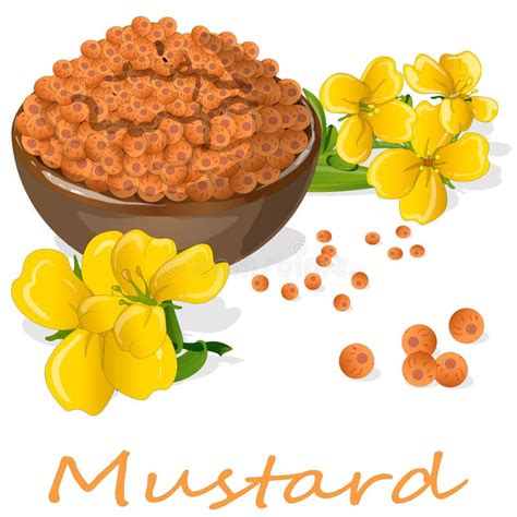 Collection Of Mustard Vector Illustrations Mustard Seeds Flower