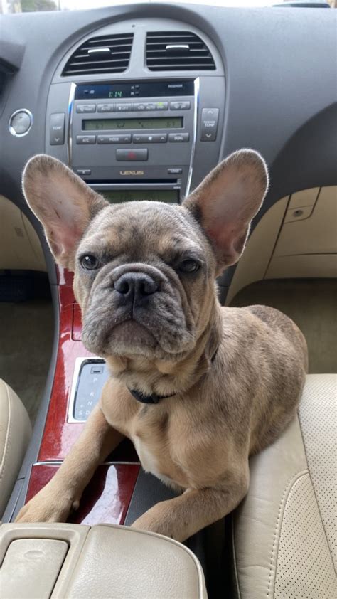 Color & standard french bulldogs. French Bulldog Puppies For Sale | Houston, TX #323289