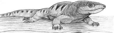 Reconstruction Of The Early Permian Anapsid Reptile Captorhinus Basking