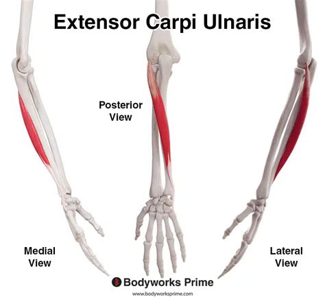 Extensor Carpi Ulnaris Muscle Anatomy Bodyworks Prime