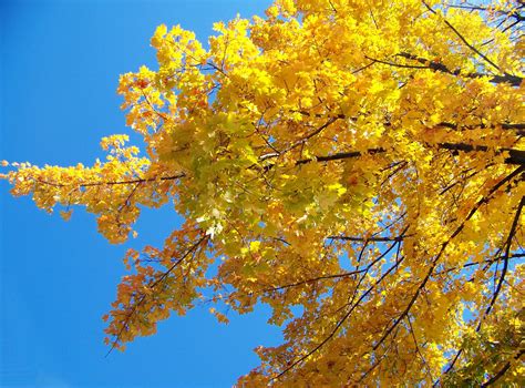 Yellow Maple Tree Branches Free Stock Photo Public Domain Pictures