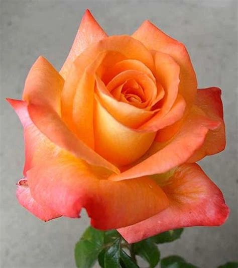 12 Best Images About Roses Peach Colored On Pinterest Beautiful
