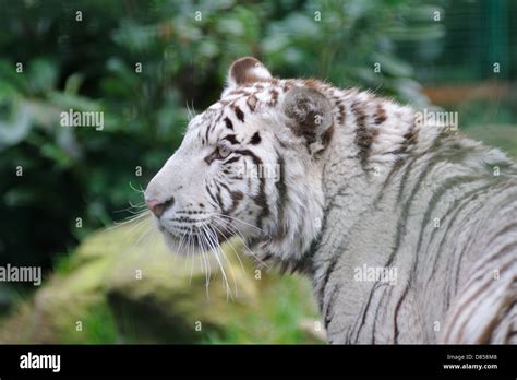 White Tiger Looking For Prey Stock Photo Alamy